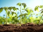 The study demonstrates the significance of two key proteins for the dynamic control of photosynthesis in a series of experiments with changing light conditions, simulating the natural interplay of light and shadow.(Shutterstock) The study demonstrates the significance of two key proteins for the dynamic control of photosynthesis in a series of experiments with changing light conditions, simulating the natural interplay of light and shadow.(Shutterstock)