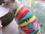 Best Cat's Apparel on Amazon India in 2022 