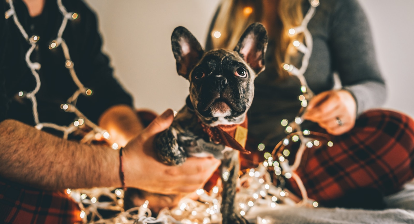 Tips to enjoy this winter season and holiday festivities with your pets