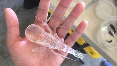 Mysterious-looking creature from deep inside the ocean. (Twitter/@Rainmaker1973 ) Mysterious-looking creature from deep inside the ocean. (Twitter/@Rainmaker1973 )