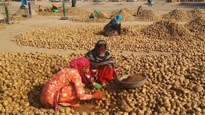 The fall in the wholesale prices of potatoes at the beginning of the harvesting season has hinted at another worst year for growers in the state. (HT Photo) The fall in the wholesale prices of potatoes at the beginning of the harvesting season has hinted at another worst year for growers in the state. (HT Photo)