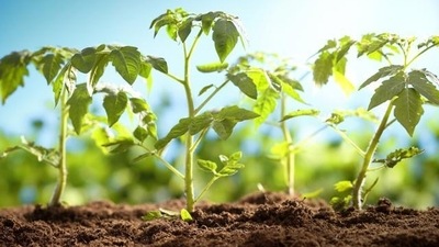 The study demonstrates the significance of two key proteins for the dynamic control of photosynthesis in a series of experiments with changing light conditions, simulating the natural interplay of light and shadow. (Shutterstock) The study demonstrates the significance of two key proteins for the dynamic control of photosynthesis in a series of experiments with changing light conditions, simulating the natural interplay of light and shadow. (Shutterstock)