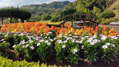 Flower festival in rural Assam attracts tourists (Unsplash) Flower festival in rural Assam attracts tourists (Unsplash)