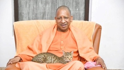 A cat in Yogi Adityanath's lap and his message in tweet (Twitter) A cat in Yogi Adityanath's lap and his message in tweet (Twitter)