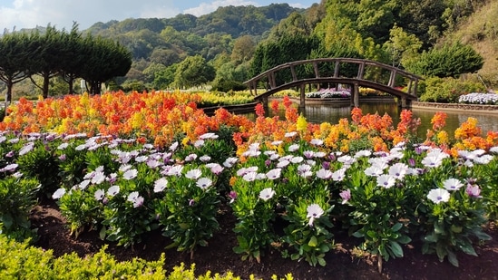 Festival flowers store