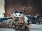 Best flea spray for cats to buy in 2022