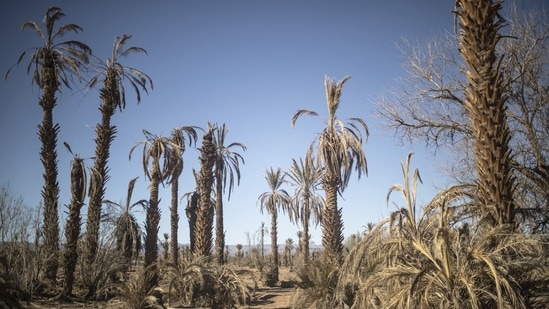 The results come from experiments conducted at an enclosed artificial tropical rainforest within the Biosphere 2 complex, in Arizona which was originally built to create a self-sustaining ecosystems.(Representative image/ AP)