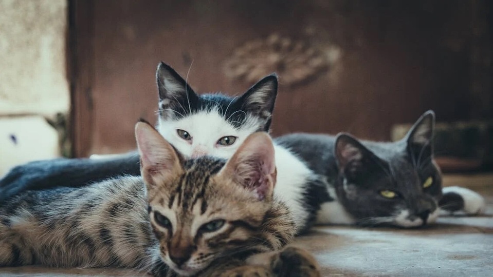 Best flea spray for cats in india: your top picks