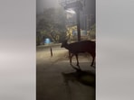 The image shows a sambar deer roaming in the middle of the road in Assam’s Guwahati.