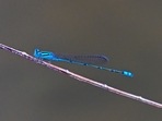 A dragon fly sits on a twig at Gardens by the Bay in Singapore.(AFP ) A dragon fly sits on a twig at Gardens by the Bay in Singapore.(AFP )
