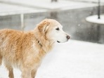 The changes in the weather and season also denote a change in the regular diet of your pet. (pexels) The changes in the weather and season also denote a change in the regular diet of your pet. (pexels)