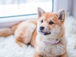 Best dog collar