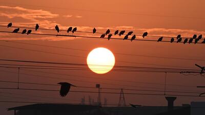 According to the priest, morning larks (named after the lark birds, known to sing before dawn) tend to lead a more productive and healthier lifestyle as the working of the mind during the calm hours of the morning is more focused. (HT File/Representational image) According to the priest, morning larks (named after the lark birds, known to sing before dawn) tend to lead a more productive and healthier lifestyle as the working of the mind during the calm hours of the morning is more focused. (HT File/Representational image)