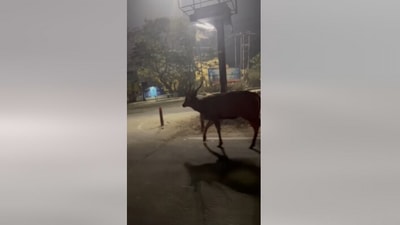 The image shows a sambar deer roaming in the middle of the road in Assam’s Guwahati. (Facebook/@Simanta Shekhar)