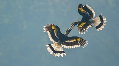 The image, taken from the Twitter post, shows two hornbills engaged in an “aggressive” battle. (Twitter/@supriyasahuias)