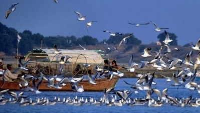 Jatinga, Assam: An offbeat hill station and tiny tribal village in Assam, Jatinga, is well-known for the enigmatic bird suicides that occur during specific times of the year. With a tower designated for the purpose, the town is ideal for bird viewing. To see the dawn, visitors can go up to the second-highest peak in the area, Hempeupet Peak. The regional specialities and tribal dances must also be enjoyed. (pinterest) Jatinga, Assam: An offbeat hill station and tiny tribal village in Assam, Jatinga, is well-known for the enigmatic bird suicides that occur during specific times of the year. With a tower designated for the purpose, the town is ideal for bird viewing. To see the dawn, visitors can go up to the second-highest peak in the area, Hempeupet Peak. The regional specialities and tribal dances must also be enjoyed. (pinterest)