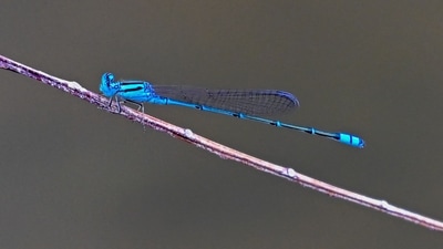 A dragon fly sits on a twig at Gardens by the Bay in Singapore. (AFP ) A dragon fly sits on a twig at Gardens by the Bay in Singapore. (AFP )