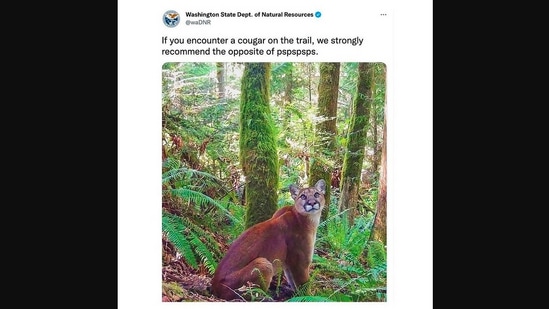 The image shows a cougar looking at the camera. (Instagram/@washdnr)