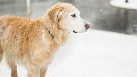 The changes in the weather and season also denote a change in the regular diet of your pet. (pexels)
