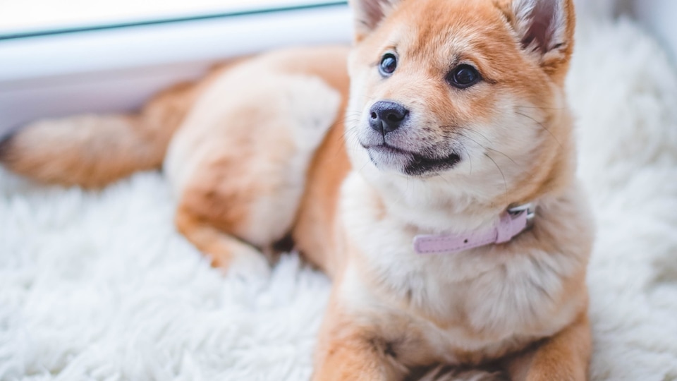 Best dog collar charms in 2022