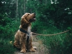 Best flea spray for dogs