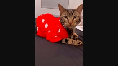 The image, taken from the Instagram video, shows Chase after its grooming session. (Instagram/@dontstopmeowing)