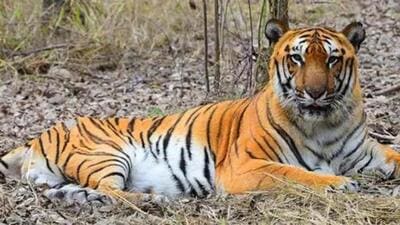 The tiger and the hyena were found dead near an electric trap. (Representative Image)