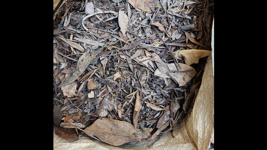 Dry leaves (Prerna Jain)