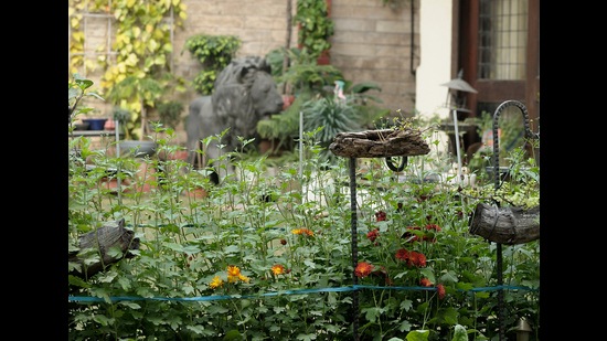 A view of the author’s garden. (Prerna Jain)