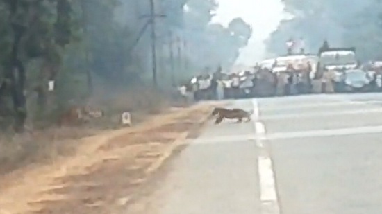 Forest officials manages traffic as tigers cross the road. (Twitter/@Milind Pariwakam)