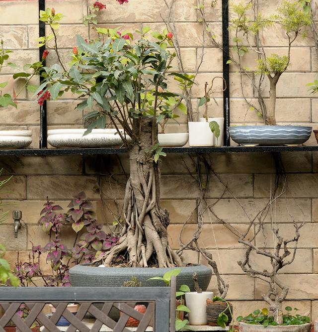 Potted paradise (Prerna Jain) Potted paradise (Prerna Jain)