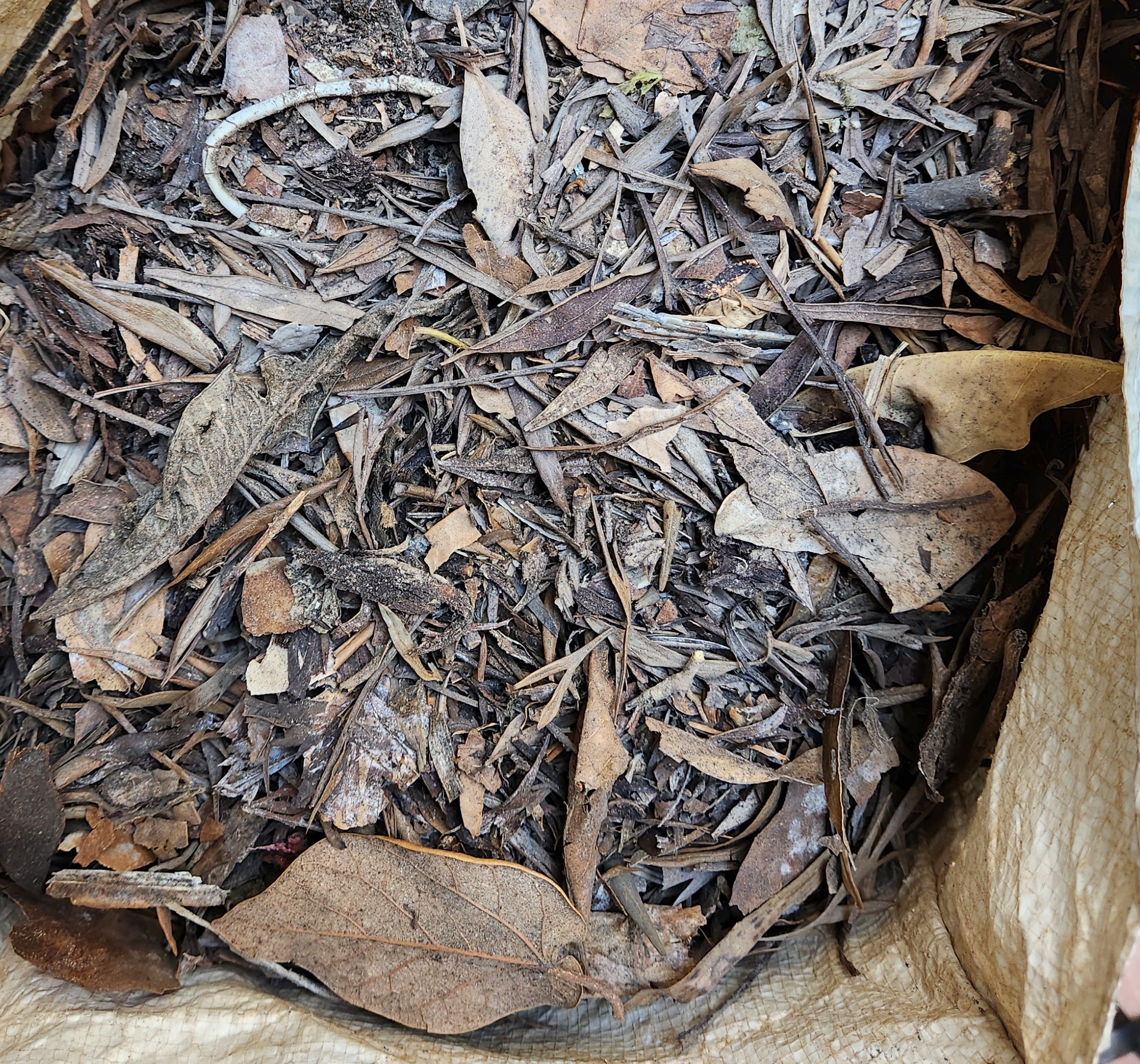 Dry leaves (Prerna Jain) Dry leaves (Prerna Jain)