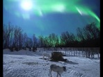 Reindeers walking under northern lights.(Twitter/@fasc1nate ) Reindeers walking under northern lights.(Twitter/@fasc1nate )