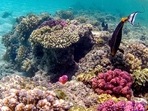 Human-driven climate change has spurred mass coral bleaching as the world's oceans get warmer. Human-driven climate change has spurred mass coral bleaching as the world's oceans get warmer.