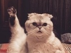Taylor Swift's cat Olivia Benson is worth millions of dollars. Taylor Swift's cat Olivia Benson is worth millions of dollars.