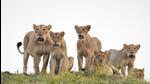 13 of the 23 lions captured from the Gir lion landscape were released back by the forest officials (HT Photo) 13 of the 23 lions captured from the Gir lion landscape were released back by the forest officials (HT Photo)