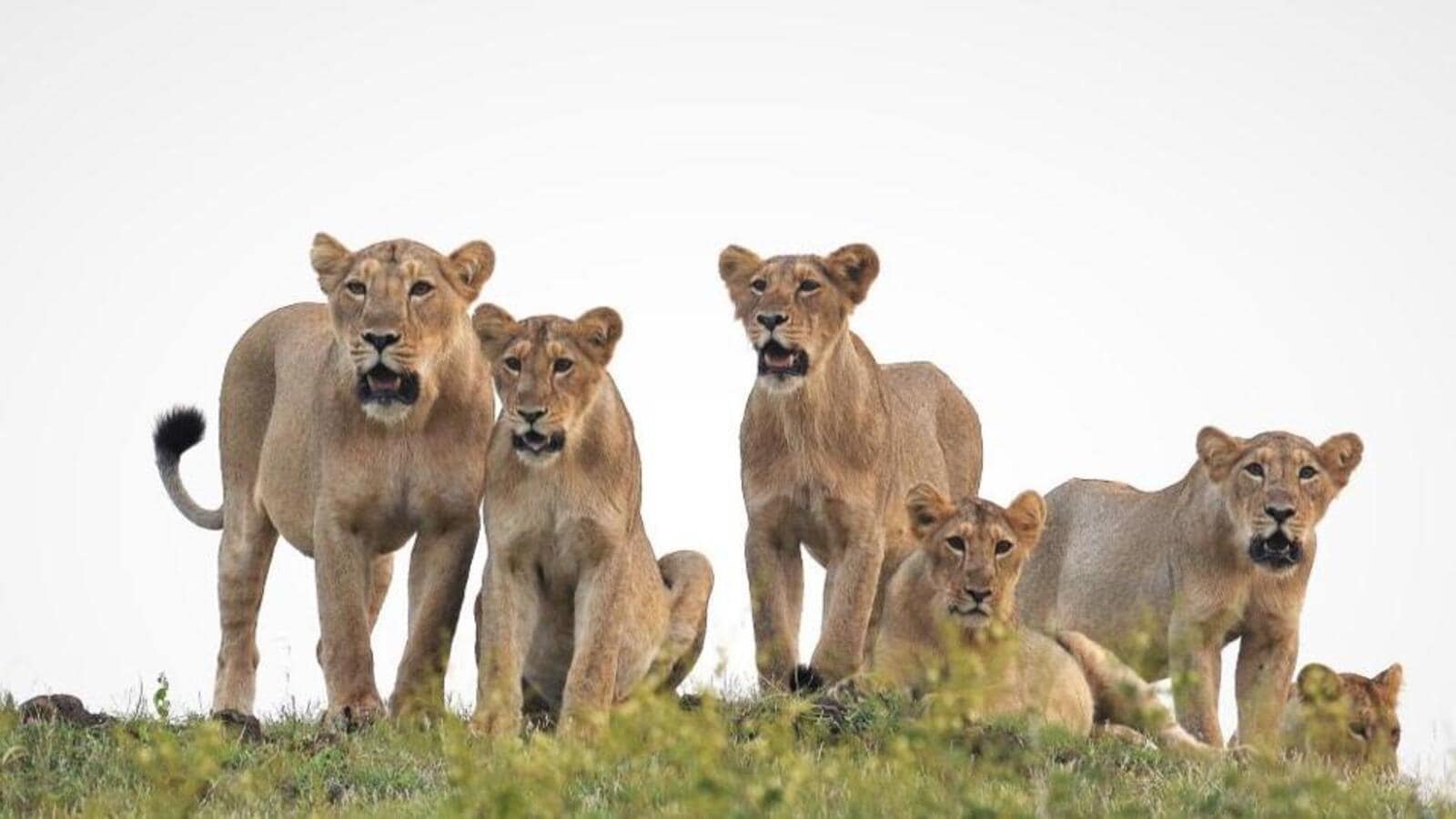 After Gir Lion Deaths, Demands To Shift The Remaining To Madhya Pradesh