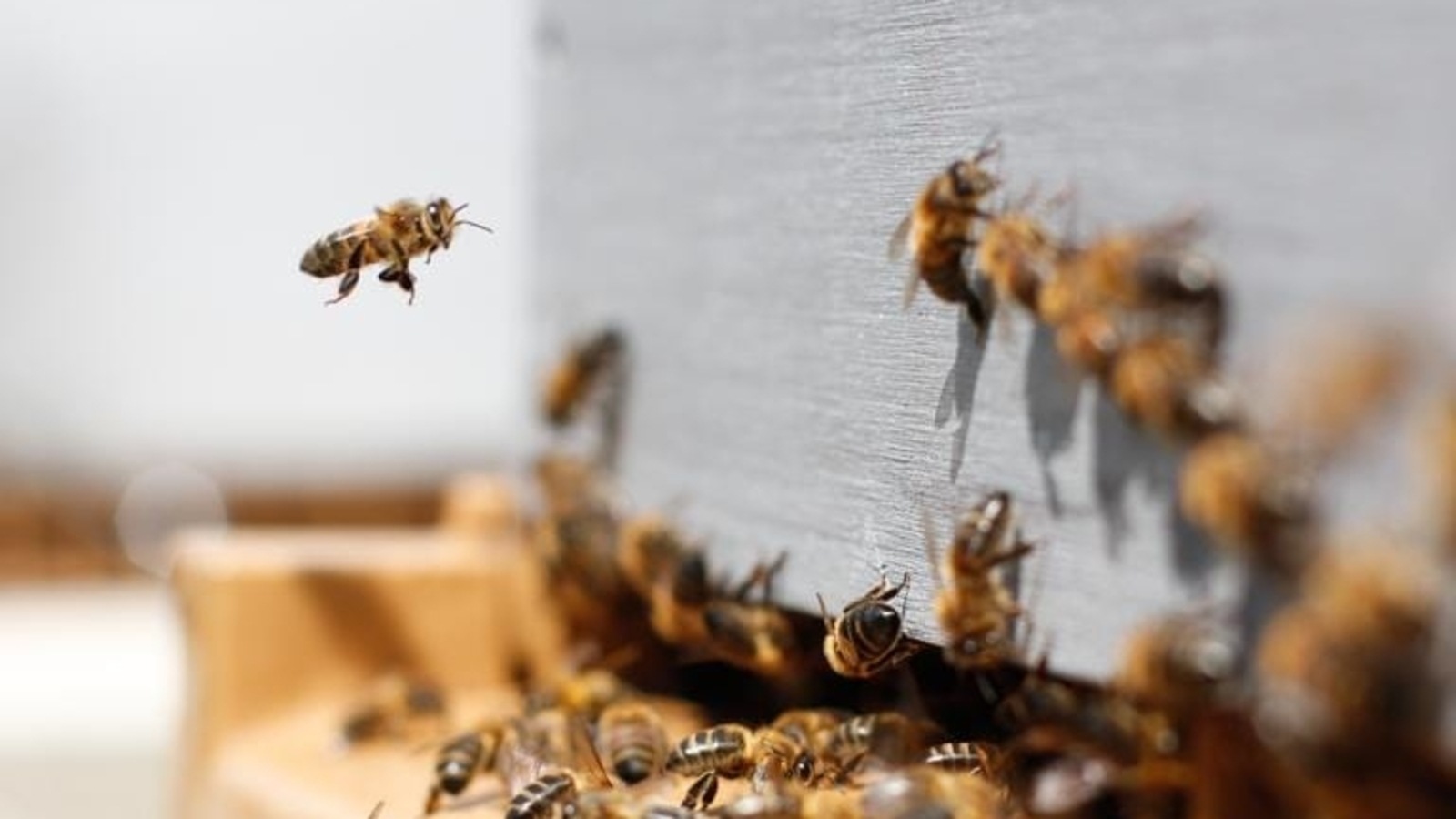 What to know about the world's first honeybee vaccine