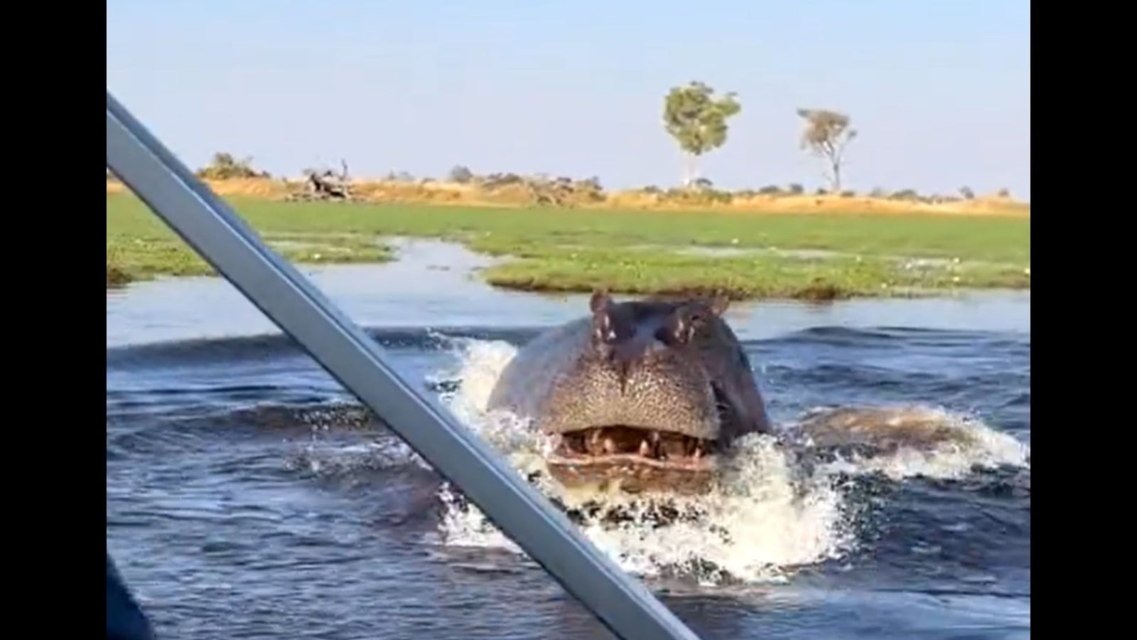 hippo chases motorboat