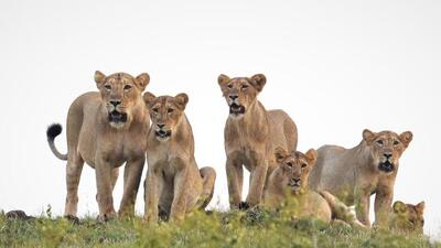 13 of the 23 lions captured from the Gir lion landscape were released back by the forest officials (HT Photo) 13 of the 23 lions captured from the Gir lion landscape were released back by the forest officials (HT Photo)