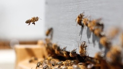 Honeybees Vaccine: The vaccines helps to protect bees from the American Foulbrood disease. (Representational) Honeybees Vaccine: The vaccines helps to protect bees from the American Foulbrood disease. (Representational)