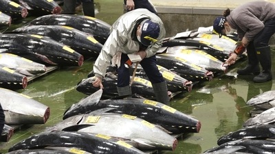 Japan Tuna: Prospective buyers inspect fresh tuna before the first auction of the year. (AP)