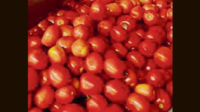 Navi Mumbai, India, November 26, 2013: A steep increase in tomato price after shortage of tomato coming from various states at APMC Market in navi mumbai, India on Tuesday, Nov. 26, 2013. ( Photo By Bachchan Kumar / Hindustan Times) (Hindustan Times)