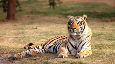 Odisha’s Similipal Tiger Reserve had 16 tigers as per a 2018 census. (HT PHOTO (Representive)) Odisha’s Similipal Tiger Reserve had 16 tigers as per a 2018 census. (HT PHOTO (Representive))
