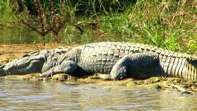 Officials in the mangrove cell also said they had heard reports of a crocodile sighting in the area in October, adding, “During monsoon, the water of Powai Lake overflows and carries aquatic plants from the lake toward Dadar Chowpatty, via the Mithi River basin. It could be that the crocodile was also carried from there during late monsoon rains in October.” (HT PHOTO) Officials in the mangrove cell also said they had heard reports of a crocodile sighting in the area in October, adding, “During monsoon, the water of Powai Lake overflows and carries aquatic plants from the lake toward Dadar Chowpatty, via the Mithi River basin. It could be that the crocodile was also carried from there during late monsoon rains in October.” (HT PHOTO)