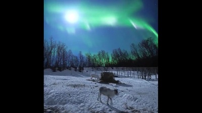 Reindeers walking under northern lights. (Twitter/@fasc1nate ) Reindeers walking under northern lights. (Twitter/@fasc1nate )