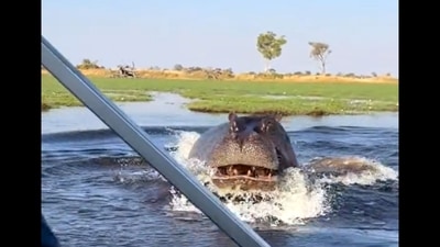 Angry hippo chasing people riding a motorboat. (Twitter/@30sectips)