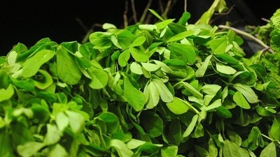 Methi: Methi seeds treats low to moderate hair loss in men and women. Fenugreek extracts promotes hair growth with long time use. (Pixabay)
