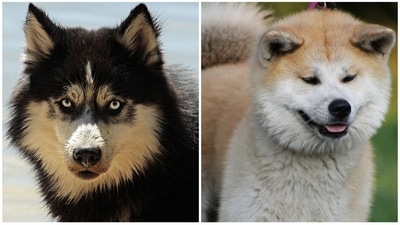 From Tibetan Mastiff to Pitbull Terrier: 5 most expensive dog breeds in India (pixabay) From Tibetan Mastiff to Pitbull Terrier: 5 most expensive dog breeds in India (pixabay)