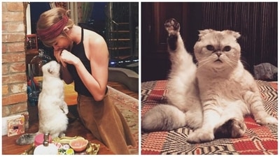 Taylor Swift's cat Olivia Benson is worth millions of dollars. Taylor Swift's cat Olivia Benson is worth millions of dollars.